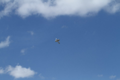 Fete_de_l-air_08092018_138